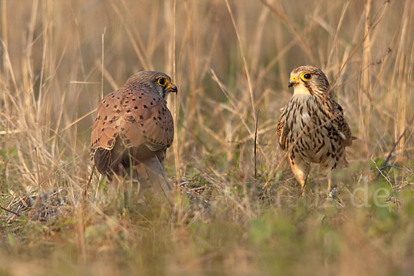 Turmfalke (Falco tinnunculus)