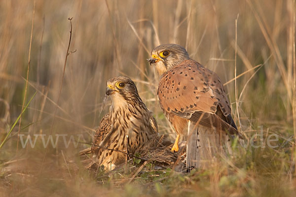 Turmfalke (Falco tinnunculus)