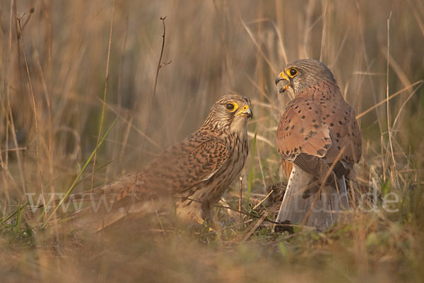 Turmfalke (Falco tinnunculus)