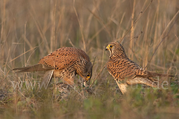 Turmfalke (Falco tinnunculus)