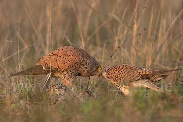 Turmfalke (Falco tinnunculus)