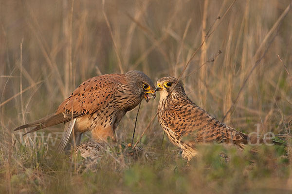 Turmfalke (Falco tinnunculus)