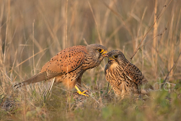 Turmfalke (Falco tinnunculus)