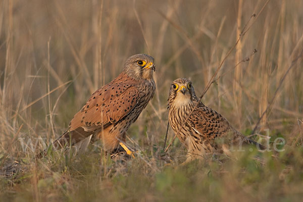 Turmfalke (Falco tinnunculus)