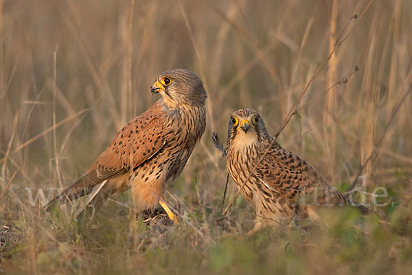 Turmfalke (Falco tinnunculus)