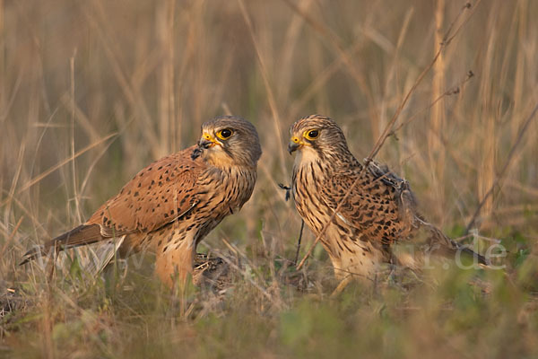 Turmfalke (Falco tinnunculus)