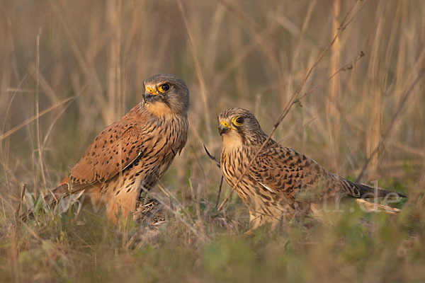 Turmfalke (Falco tinnunculus)