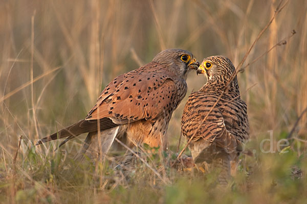 Turmfalke (Falco tinnunculus)