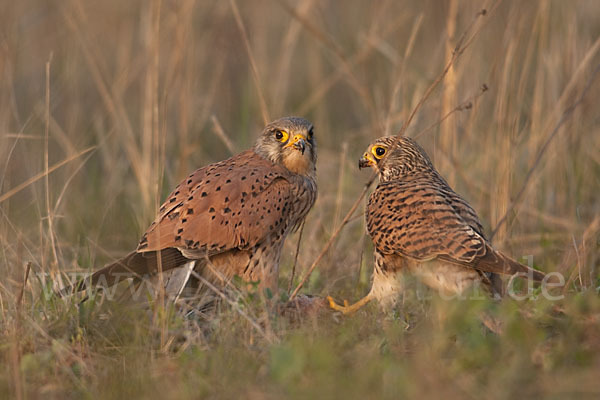 Turmfalke (Falco tinnunculus)