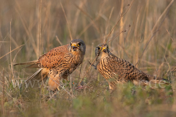 Turmfalke (Falco tinnunculus)