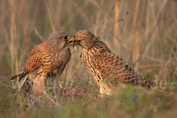 Turmfalke (Falco tinnunculus)