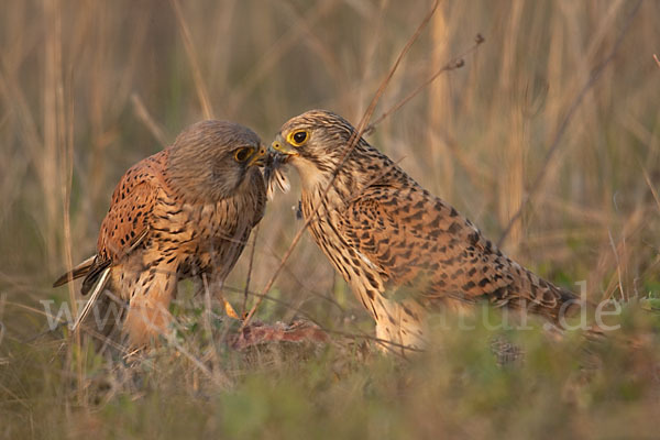 Turmfalke (Falco tinnunculus)