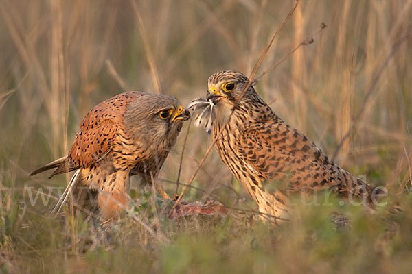 Turmfalke (Falco tinnunculus)