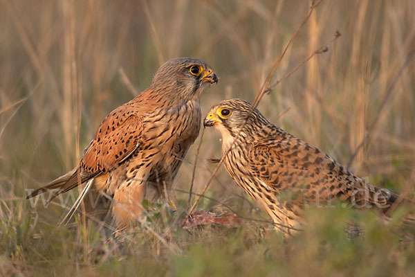 Turmfalke (Falco tinnunculus)