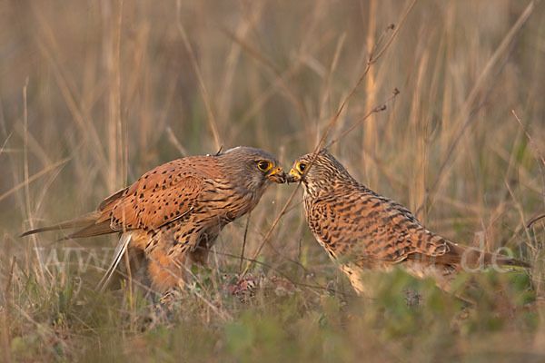 Turmfalke (Falco tinnunculus)