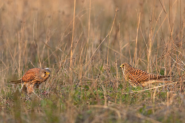 Turmfalke (Falco tinnunculus)