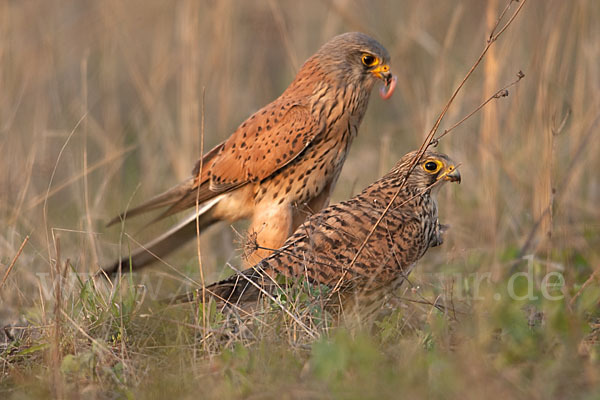 Turmfalke (Falco tinnunculus)