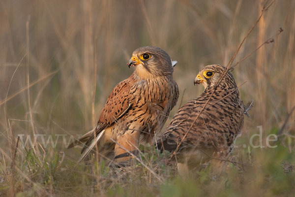 Turmfalke (Falco tinnunculus)