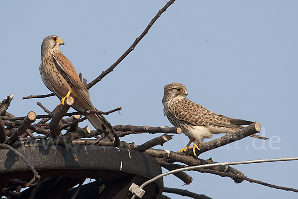 Turmfalke (Falco tinnunculus)