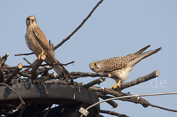 Turmfalke (Falco tinnunculus)