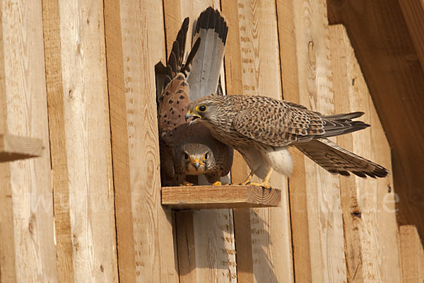 Turmfalke (Falco tinnunculus)