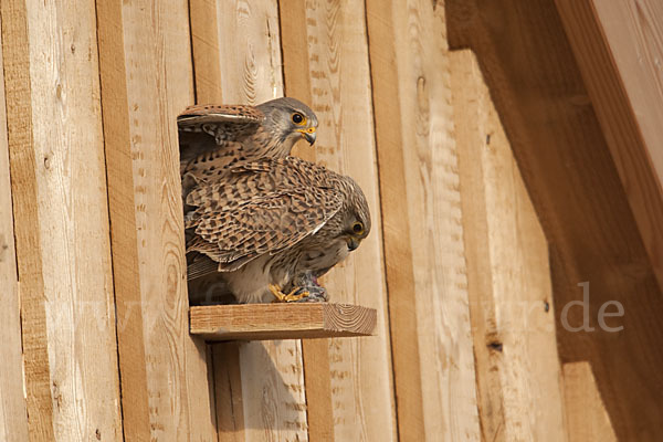 Turmfalke (Falco tinnunculus)