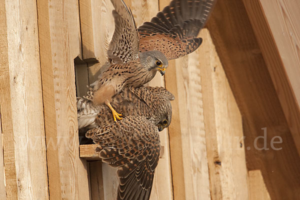 Turmfalke (Falco tinnunculus)