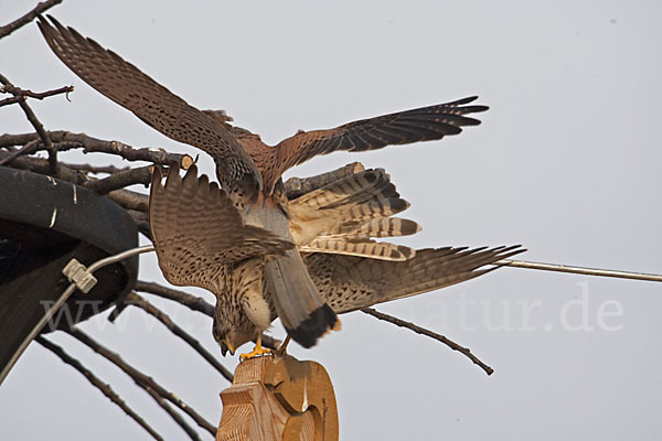 Turmfalke (Falco tinnunculus)