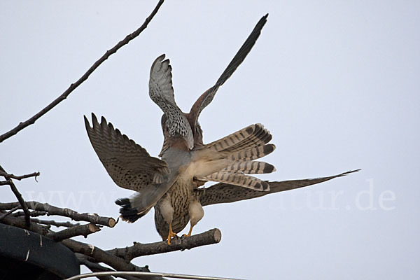 Turmfalke (Falco tinnunculus)