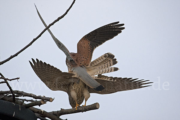 Turmfalke (Falco tinnunculus)