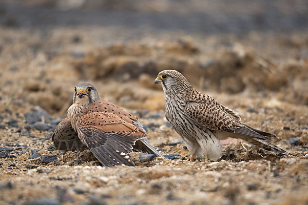 Turmfalke (Falco tinnunculus)