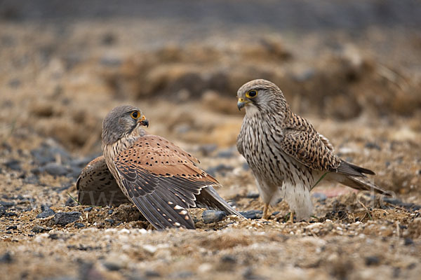 Turmfalke (Falco tinnunculus)