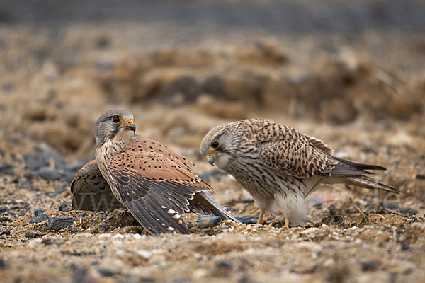 Turmfalke (Falco tinnunculus)