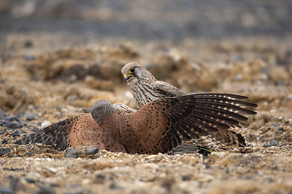 Turmfalke (Falco tinnunculus)