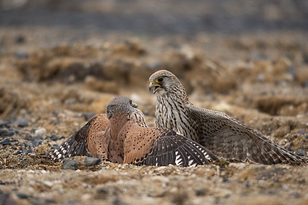 Turmfalke (Falco tinnunculus)