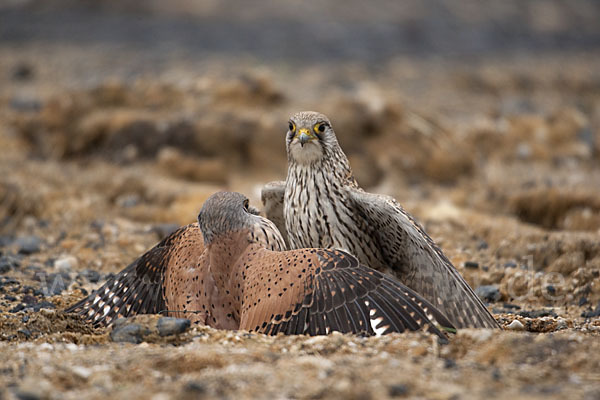 Turmfalke (Falco tinnunculus)