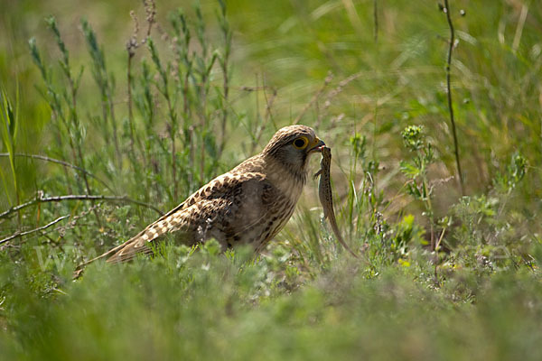 Turmfalke (Falco tinnunculus)