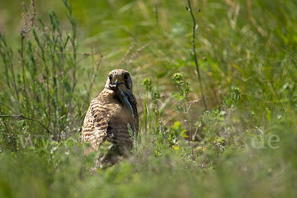 Turmfalke (Falco tinnunculus)