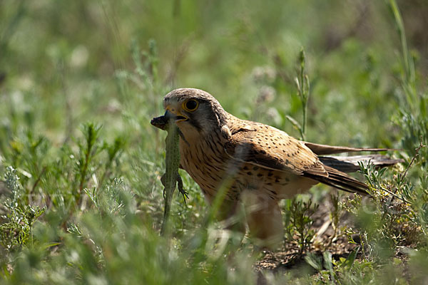 Turmfalke (Falco tinnunculus)