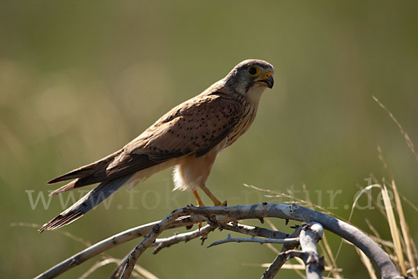 Turmfalke (Falco tinnunculus)