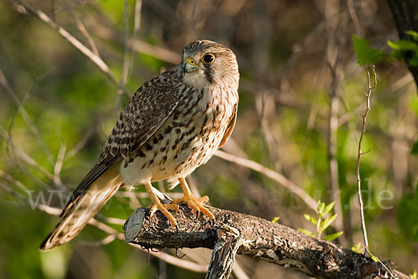 Turmfalke (Falco tinnunculus)