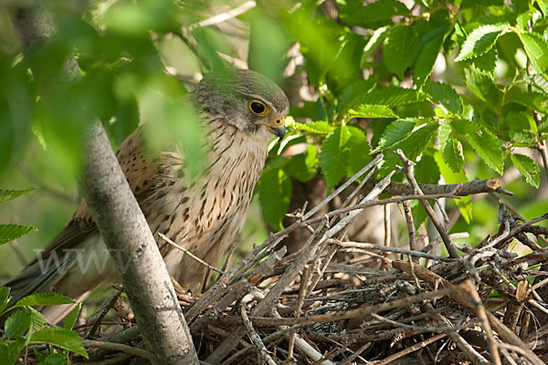 Turmfalke (Falco tinnunculus)