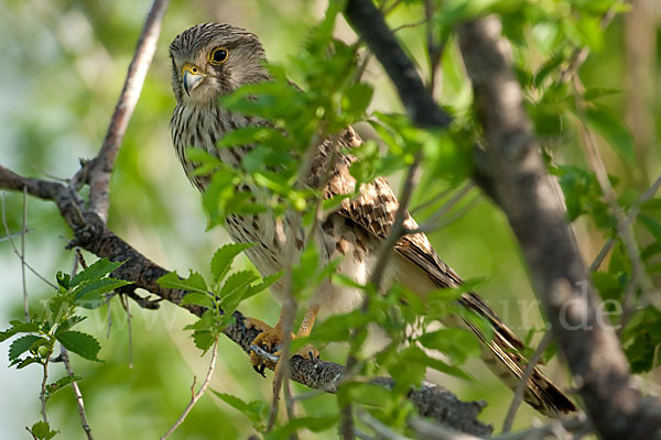 Turmfalke (Falco tinnunculus)