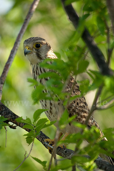 Turmfalke (Falco tinnunculus)