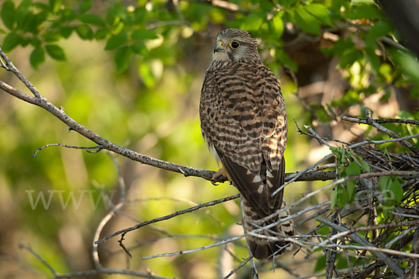 Turmfalke (Falco tinnunculus)