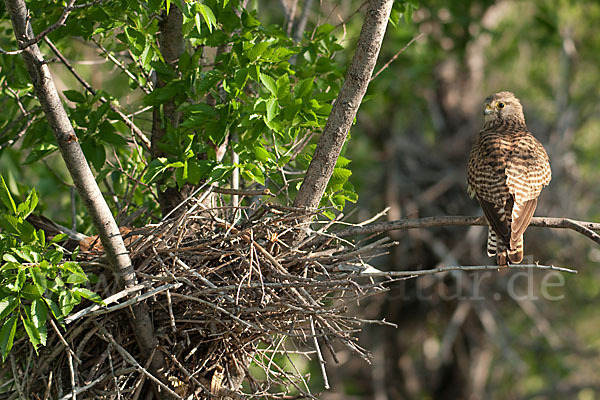 Turmfalke (Falco tinnunculus)