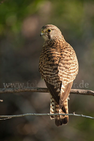 Turmfalke (Falco tinnunculus)