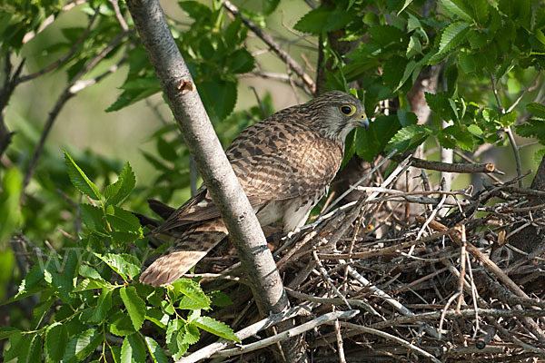 Turmfalke (Falco tinnunculus)