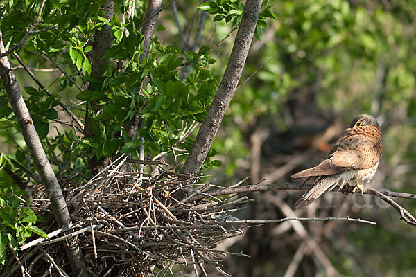 Turmfalke (Falco tinnunculus)