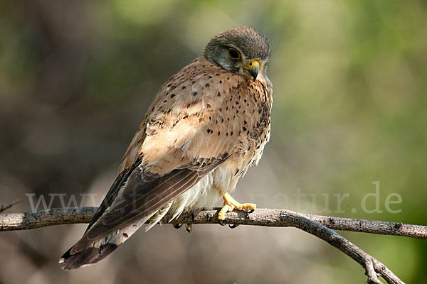 Turmfalke (Falco tinnunculus)